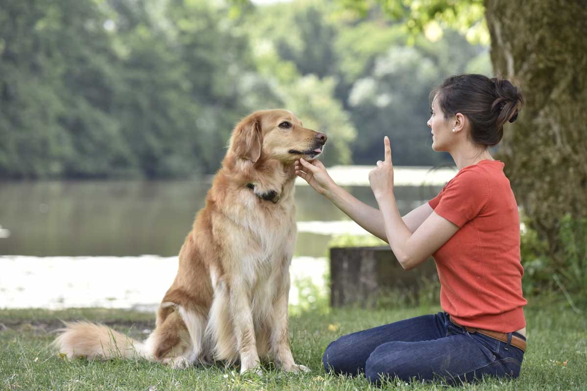 Scent Detection Training Benefits for Dogs and Owners